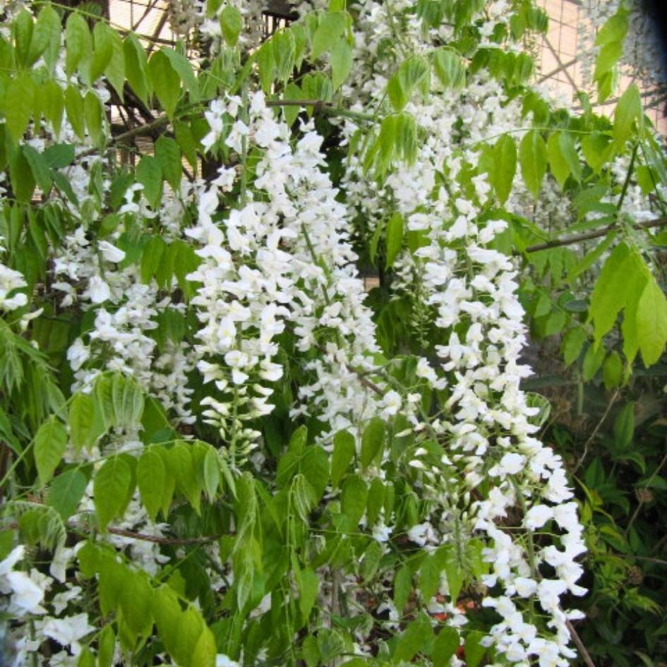 Wisteria sinensis ‘Alba’