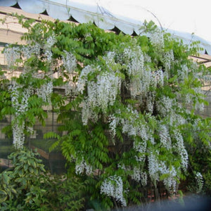 Wisteria sinensis ‘Alba’