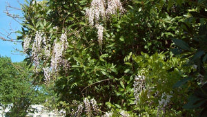 Pollinator friendly climbers