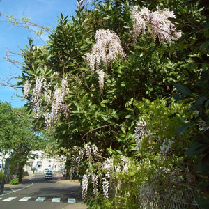 Wisteria sinensis ‘Alba’
