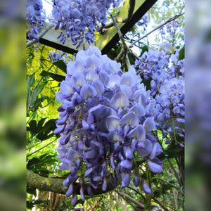 Wisteria sinensis ‘Caroline’