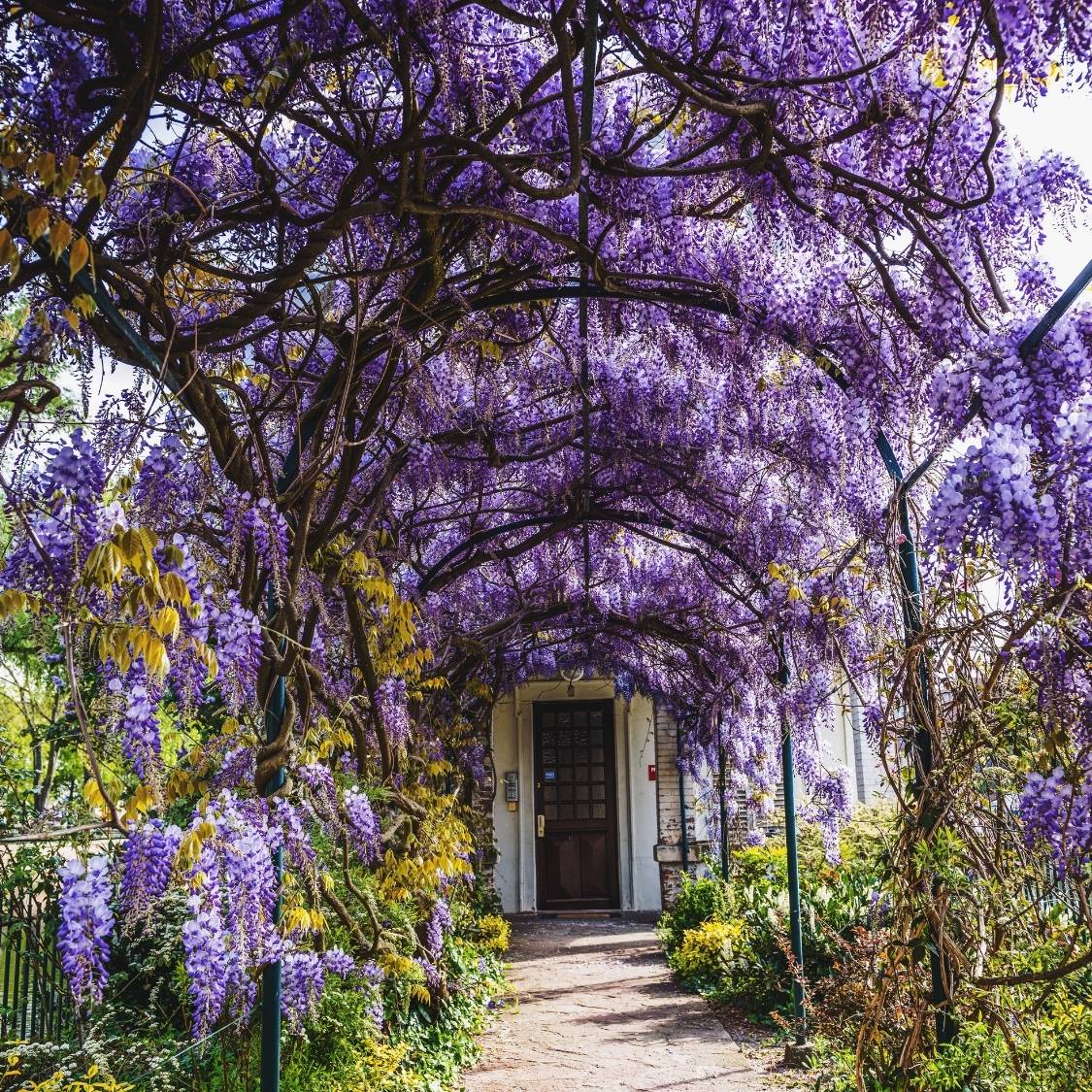 Garden arch and walkway draped with abundant purple-flowering Wisteria ‘Prolific’.