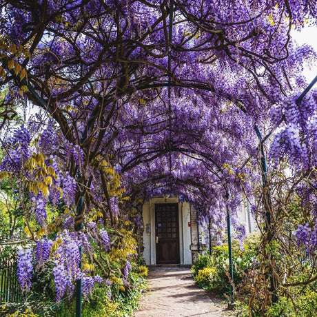 Garden arch and walkway draped with abundant purple-flowering Wisteria ‘Prolific’.