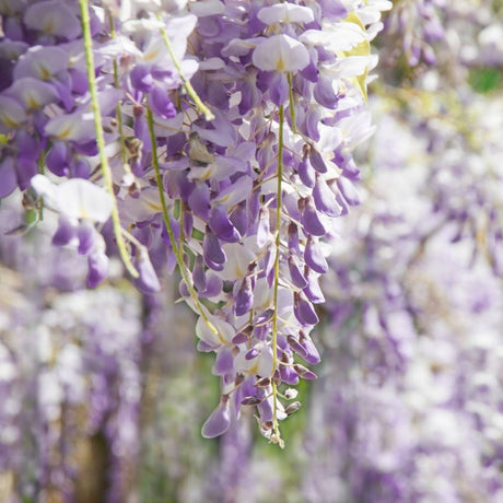 Hanging racemes of pale lilac Wisteria ‘Prolific’ flowers.