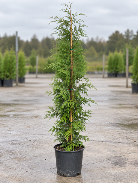 × Cupressocyparis leylandii (Hedging)