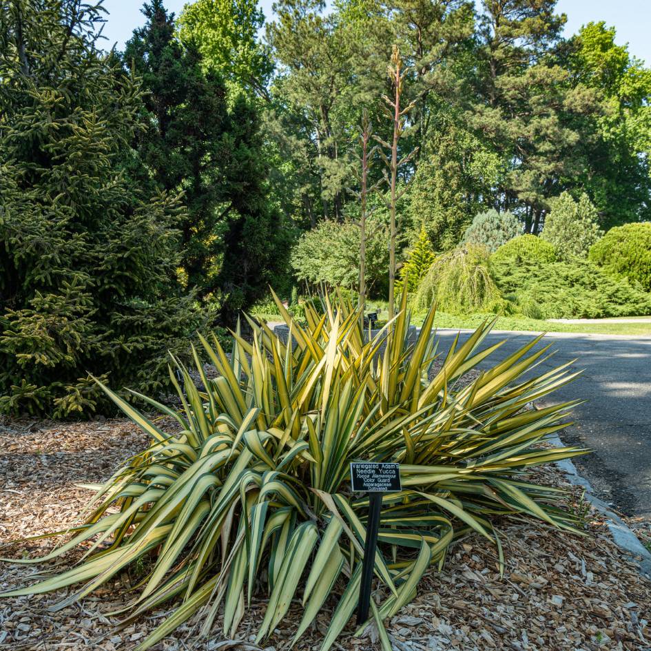 Yucca filamentosa ‘Color Guard’