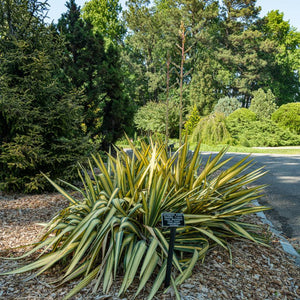 Yucca filamentosa ‘Color Guard’