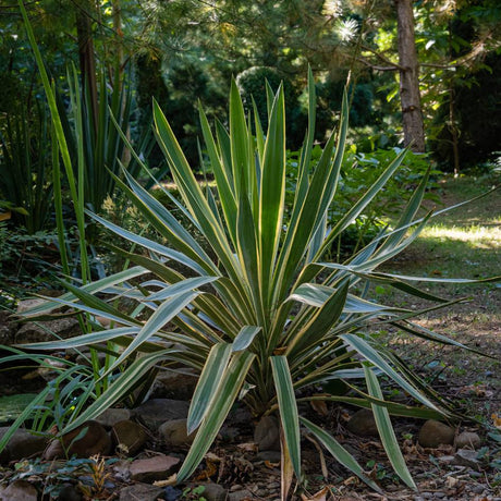 Yucca gloriosa ‘Variegata’