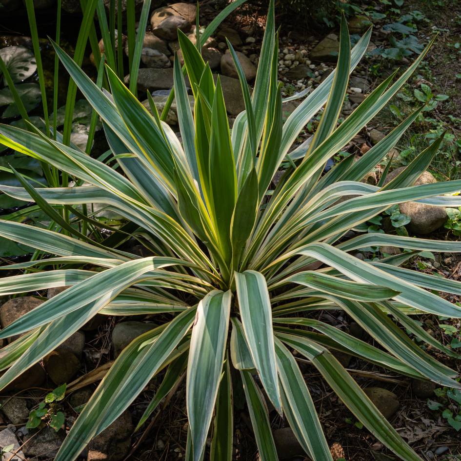 Yucca gloriosa ‘Variegata’