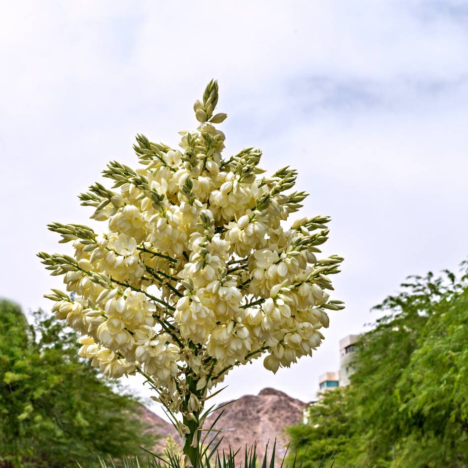 Yucca rostrata