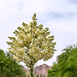 Yucca rostrata
