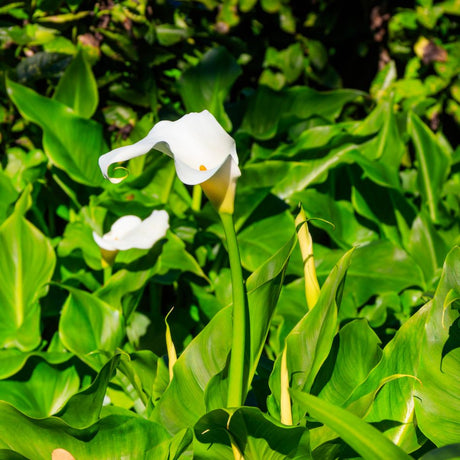 Several white Zantedeschia aethiopica flowers among lush arrow-shaped foliage.