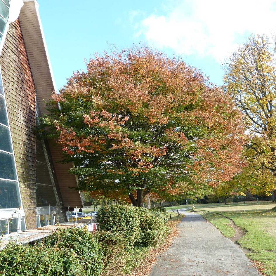 Zelkova serrata