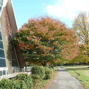 Zelkova serrata