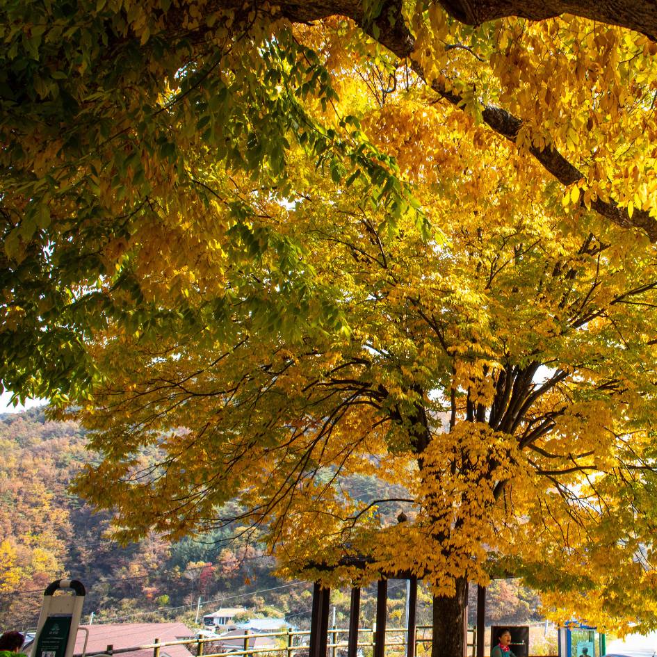 Zelkova serrata