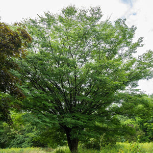 Zelkova serrata