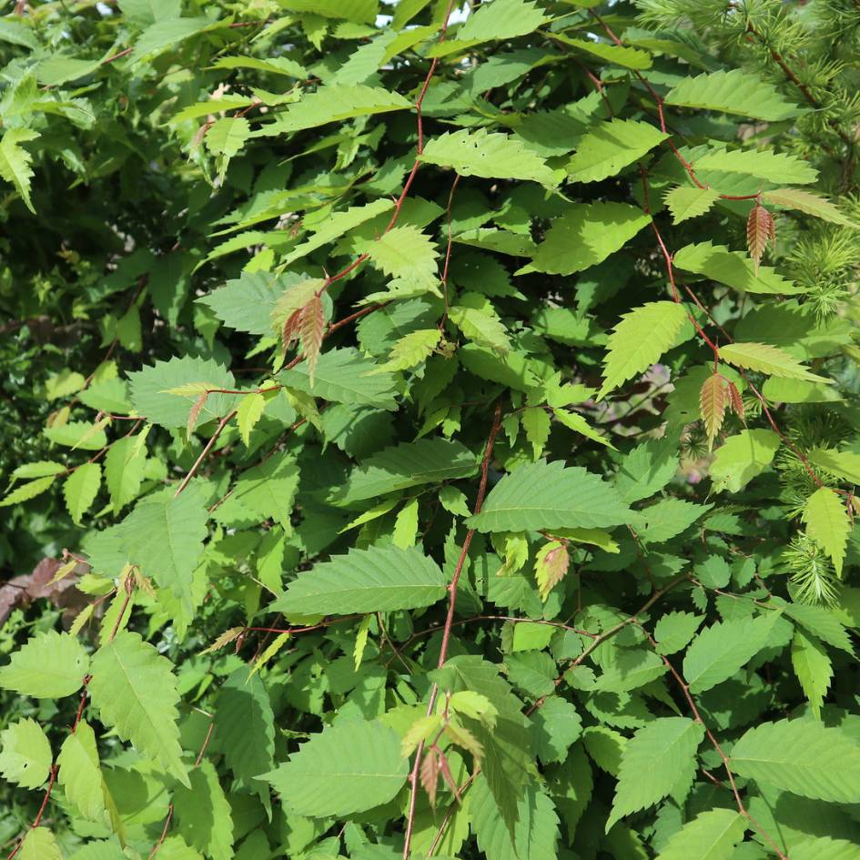 Zelkova serrata